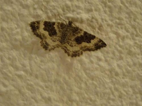 Epirrhoe alternata